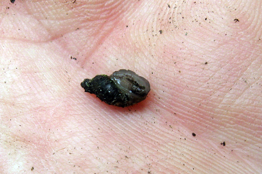 Succinea (Succinella)oblonga Draparnaud, 1801 in immersione